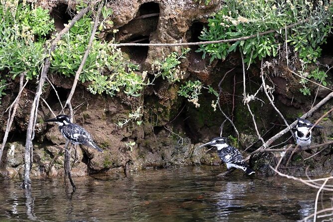 Vogelbeobachtung in Assuan