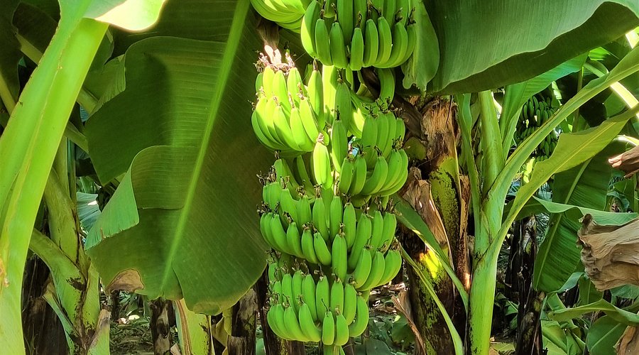 Banana Island in Luxor