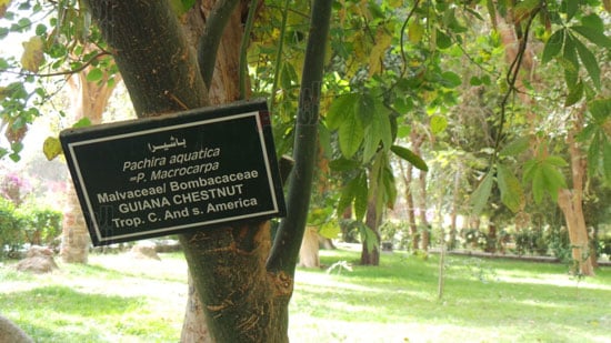 Botanischer Garten in Assuan