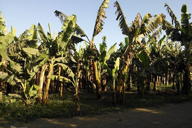 Banana Island in Luxor