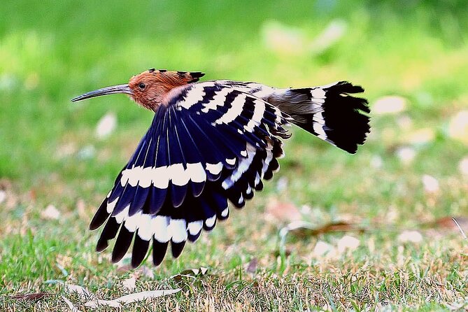 Vogelbeobachtung in Assuan – Ägyptens Naturparadies am Nil entdecken