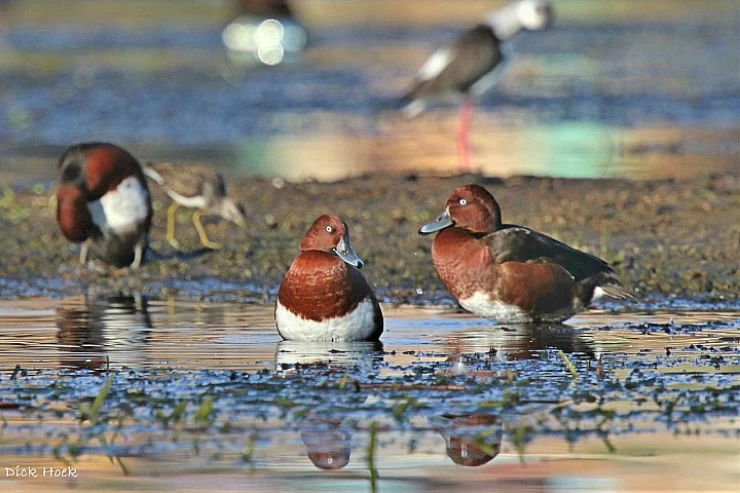 Vogelbeobachtung in Assuan