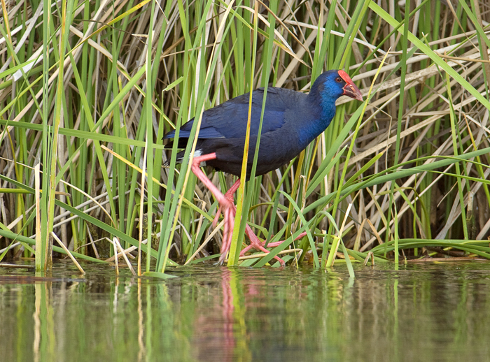 Vogelbeobachtung in Assuan – Ägyptens Naturparadies am Nil entdecken