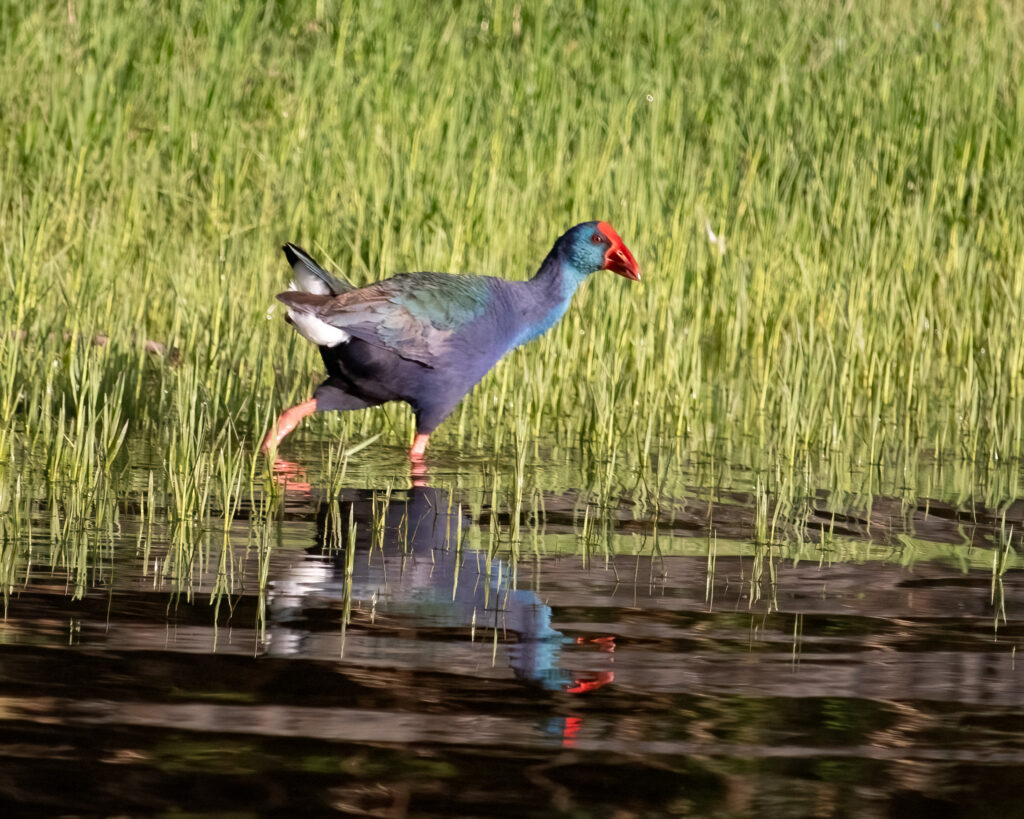 Vogelbeobachtung in Assuan