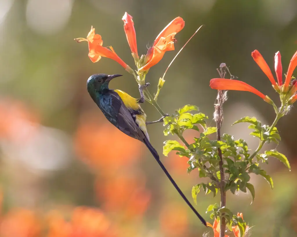 Vogelbeobachtung in Assuan